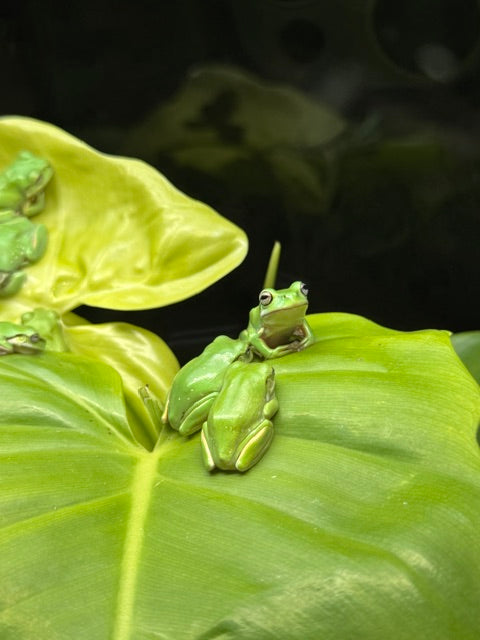 Snowflake Whites Tree Frog- Litoria caerulea