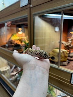 CB22 Marble Eye Leopard gecko (Female) - Eublepharis macularius