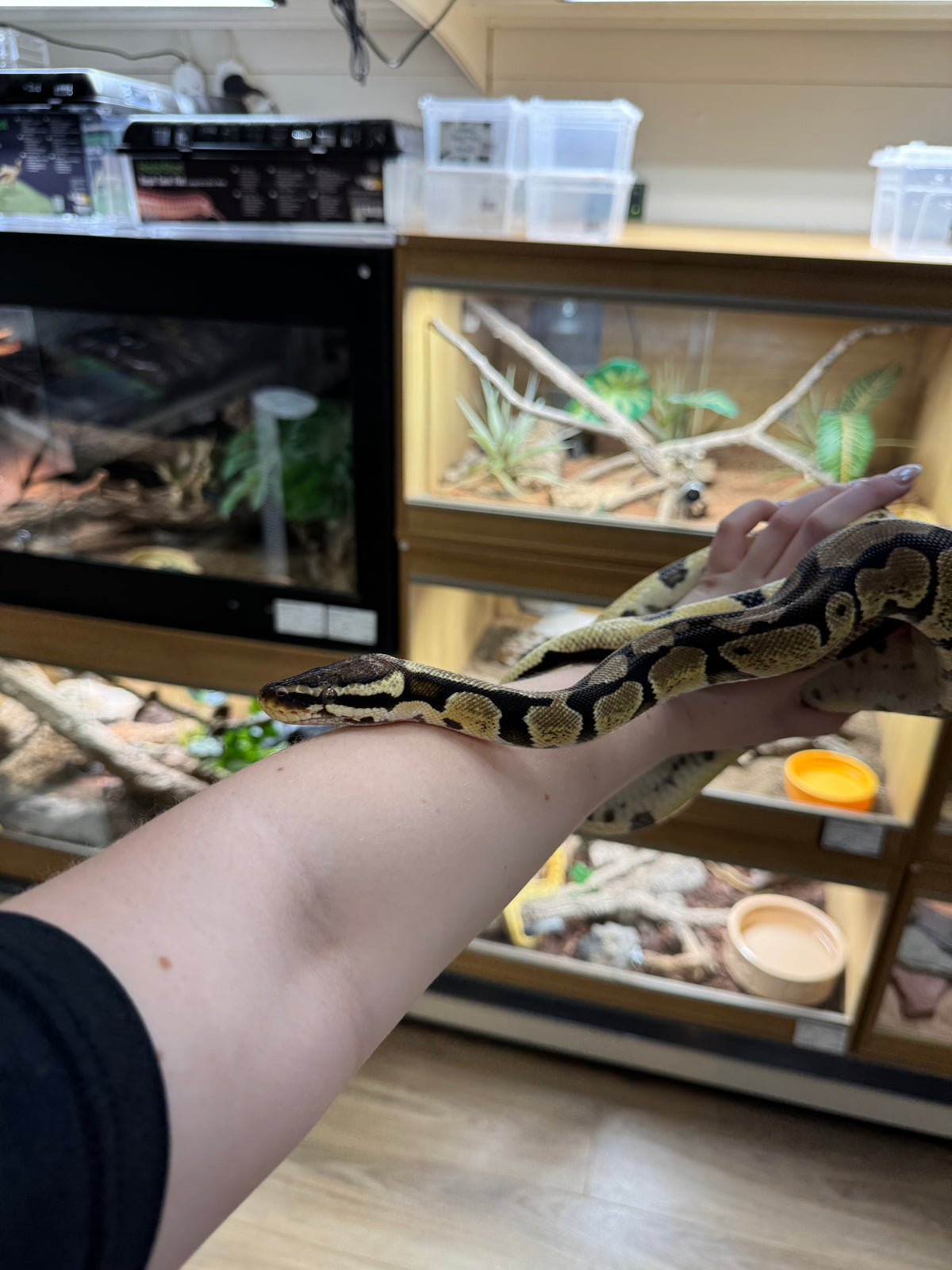 'Venus' REHOMER CB22/23 Pastel Royal Python (Female) - Python regius