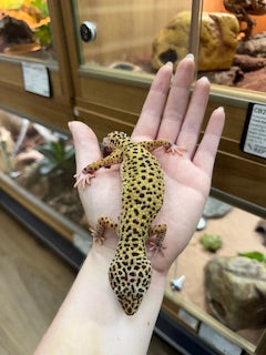 CB22 Marble Eye Leopard gecko (Female) - Eublepharis macularius