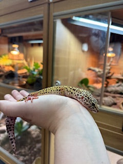CB22 Marble Eye Leopard gecko (Female) - Eublepharis macularius