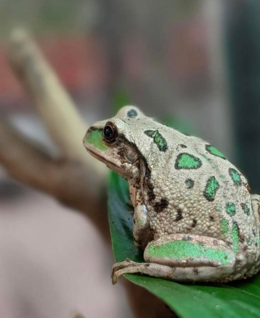 Riobamba Marsupial Frogs
