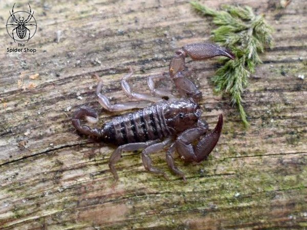 Pygmy Wood Scorpion- Liocheles australasiae