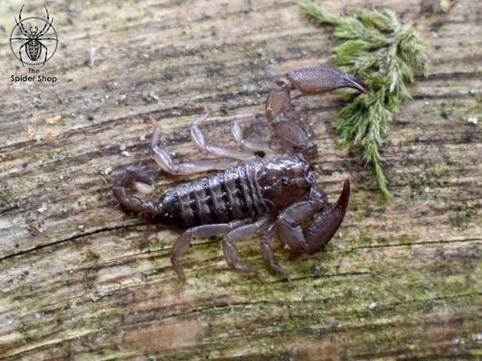 Pygmy Wood Scorpion- Liocheles australasiae