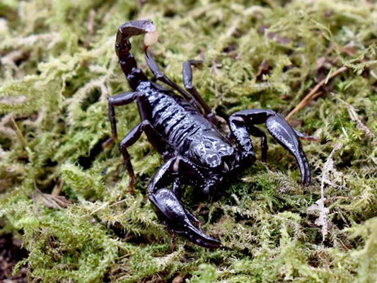 Borneo Forest Scorpion- Heterometrus longimanus