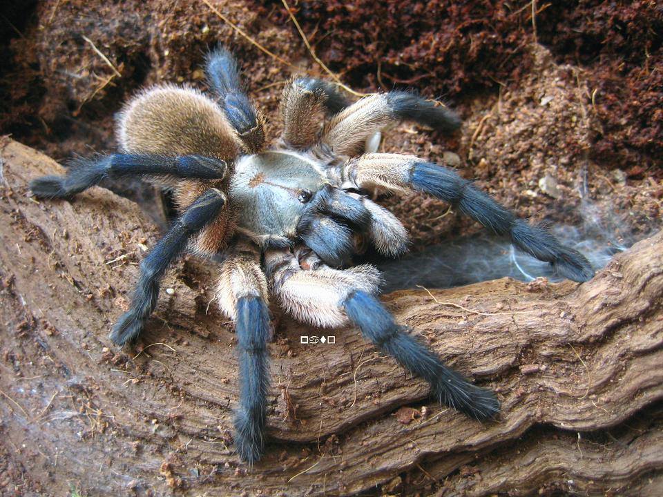 CB Monocentropus Balfouri - Socotra Blue Baboon (2-3cm) Colonies