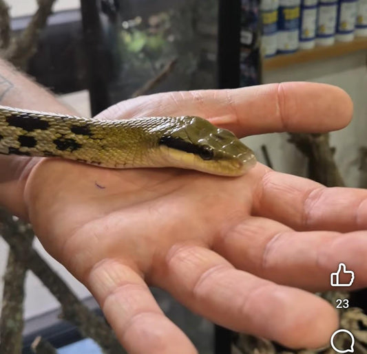 Adult Taiwanese Beauty Snake