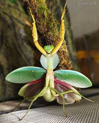 CB Giant Asian Shield Mantis - Rhombodera valida