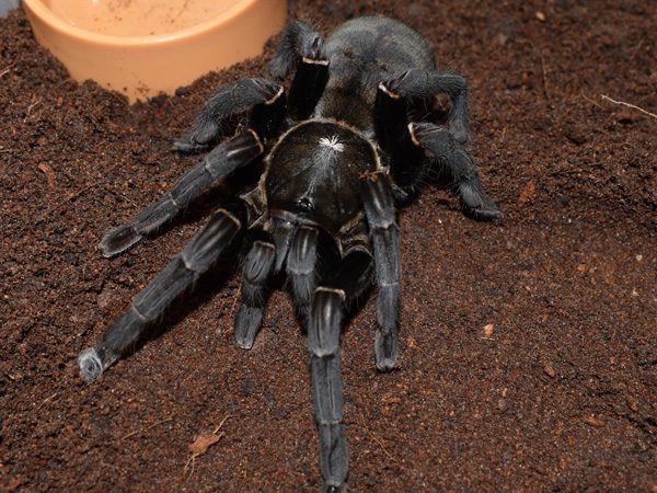 Cyriopagopoeus minax (Thai Black (2cm))