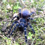 Nhandu cerradensis - Brazilian Red Hair (1cm)