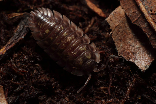 Oniscus Asellus 'Yellow' x10