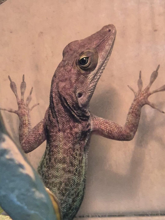 CB25 Barbuda Panther Anole (Anolis leachii)