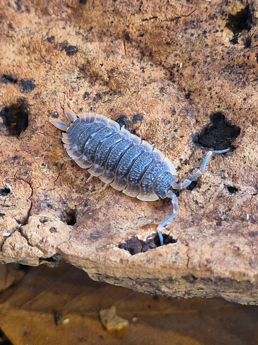 CB Porcellio Echinatus 'Red edge' x10