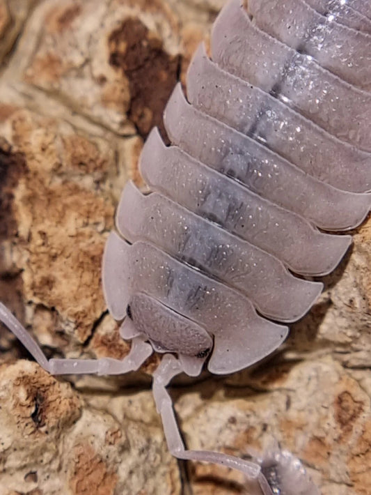 Porcellio Beaticensis 'Violet & White' x10