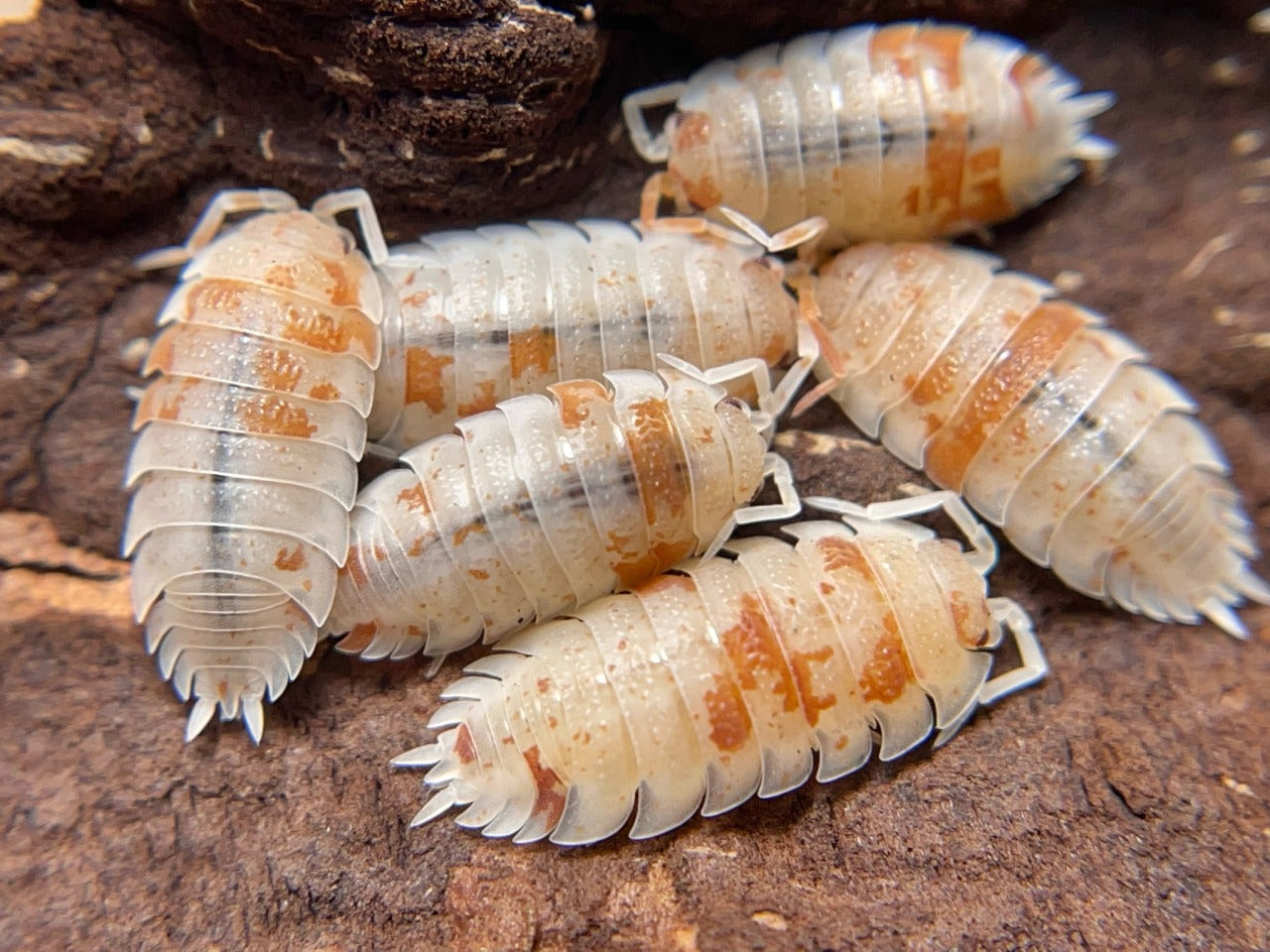 Porcellinoides Pruinosus 'Dalmatian Orange' x10