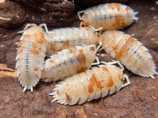 CB Porcellinoides Pruinosus 'Dalmatian Orange' x10