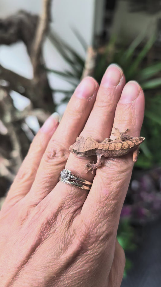 CB tailess flame crested gecko