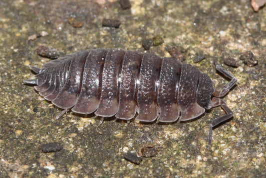 Porcellio Scaber "Grey" x 10