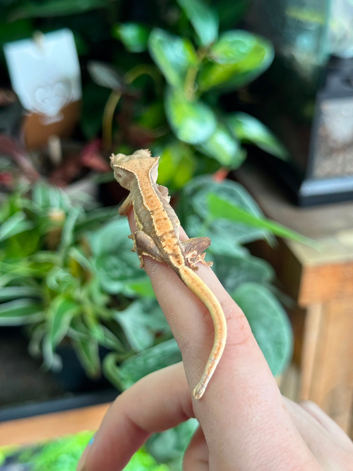 CB26 Lily White Crested Gecko (Correlophus ciliatus)