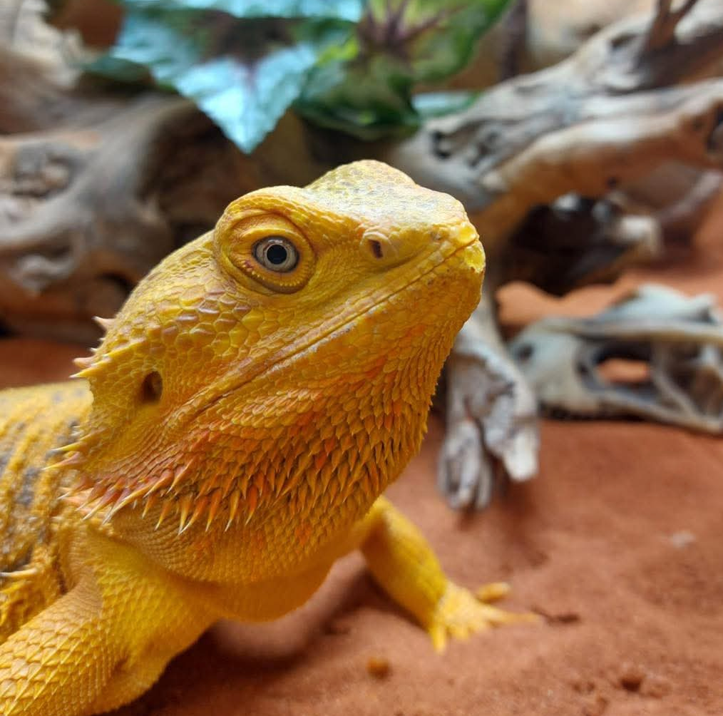 Bearded Dragon Kit