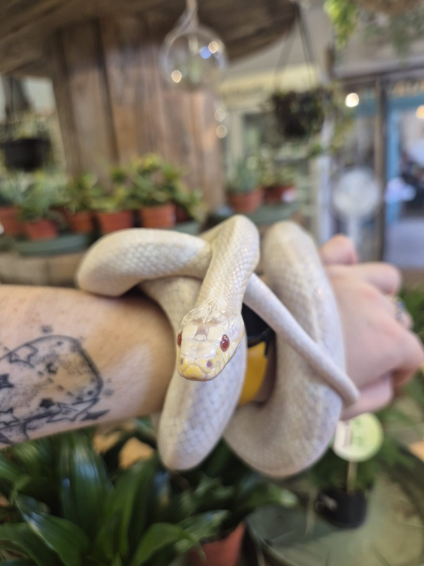 'Squeeze' REHOMER CB Corn Snake