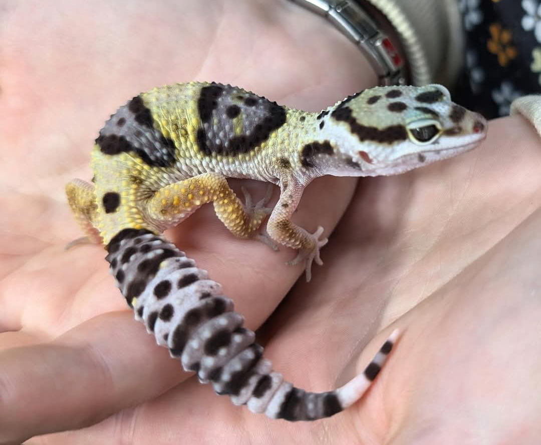 Leopard Gecko Kit