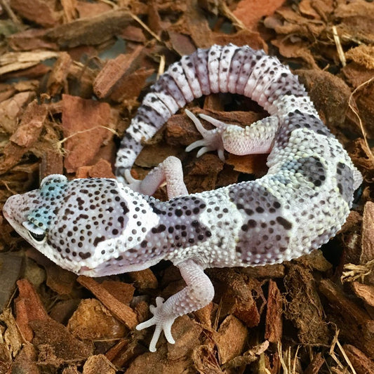Mack Snow Leopard Gecko Eublepharis macularius