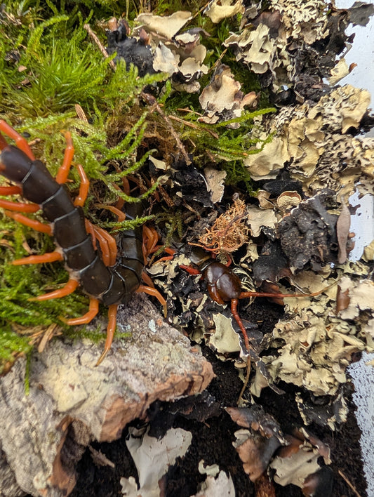 Giant Orange Leg Centipede-  Scolopendra multidens