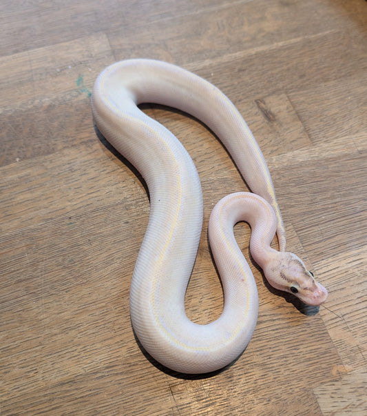 CB25 Female Ivory Royal Python- Python Regius