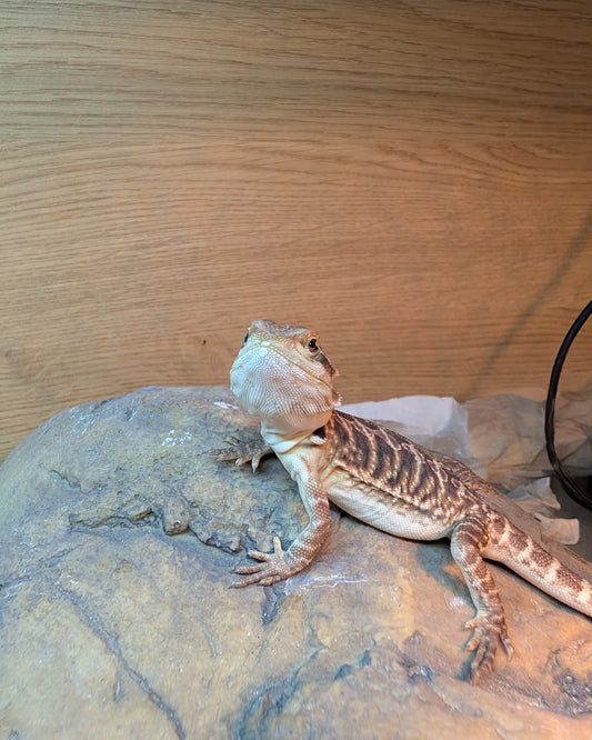 Leatherback Bearded Dragon