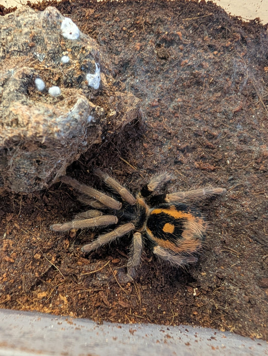 CB Hapalopus guerreroi - Fire Red Pumpkin Patch (1-2cm)