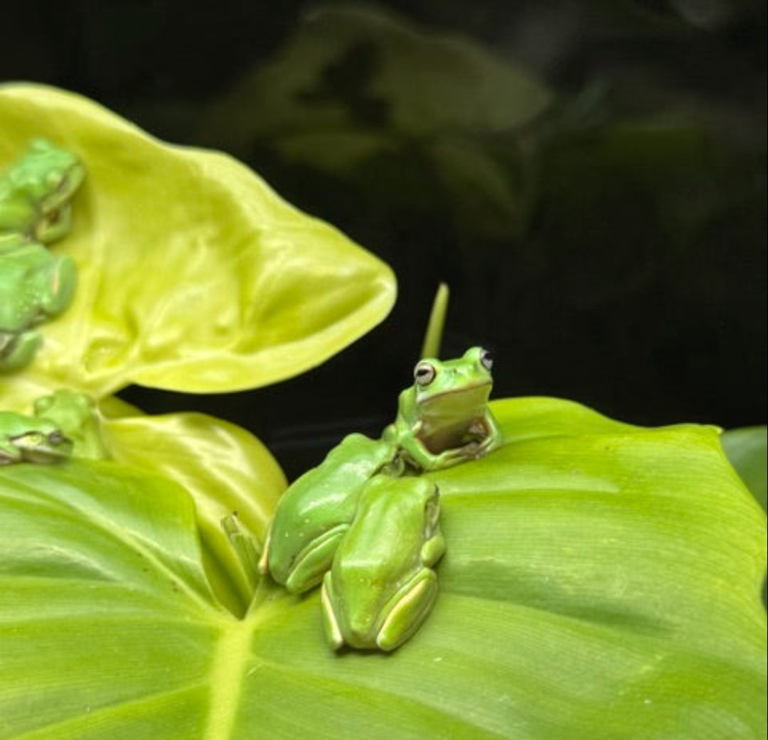Crested Gecko/Arboreal Frog Kit