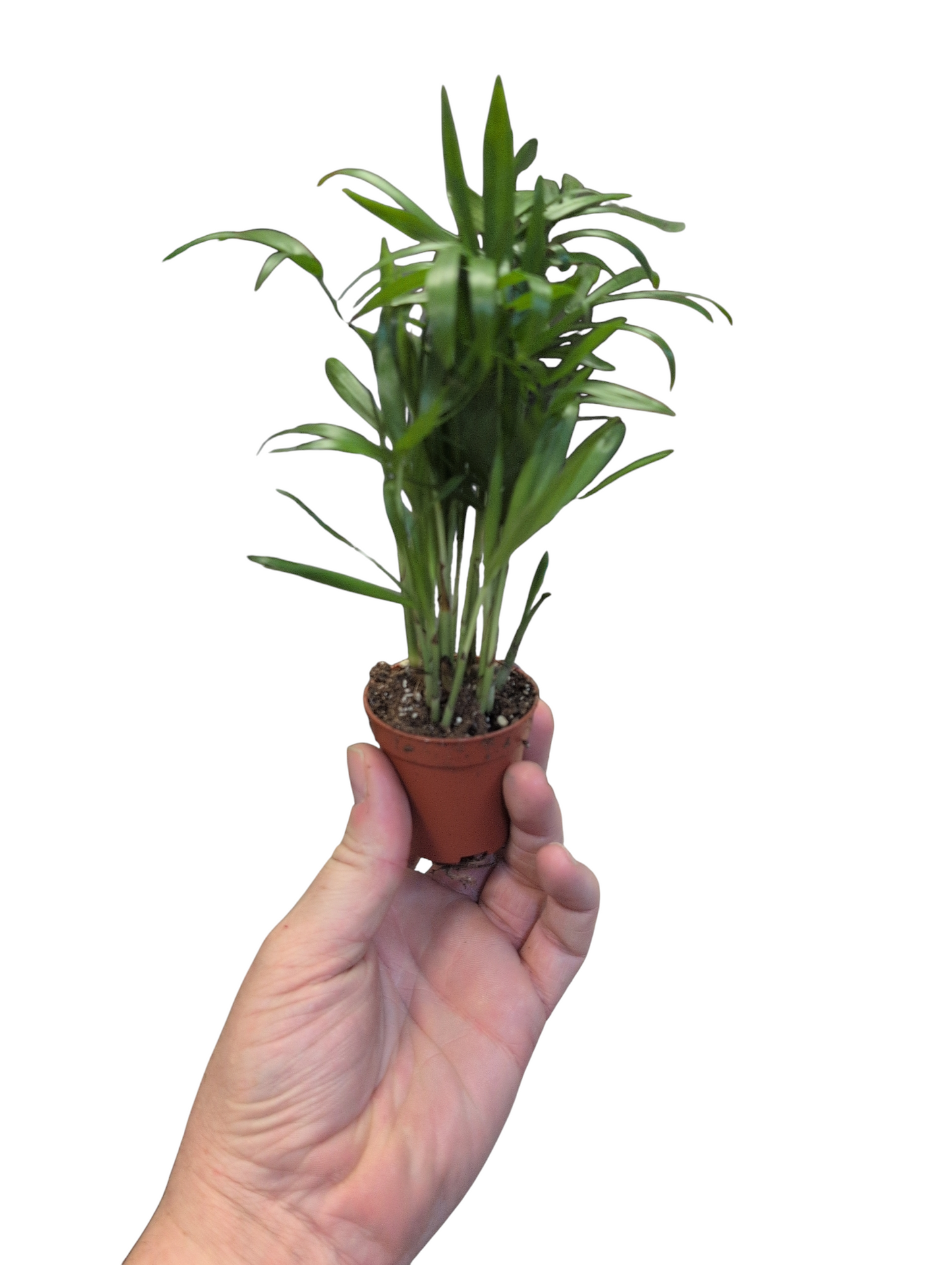 Parlour Palm- Chamaedora elegans