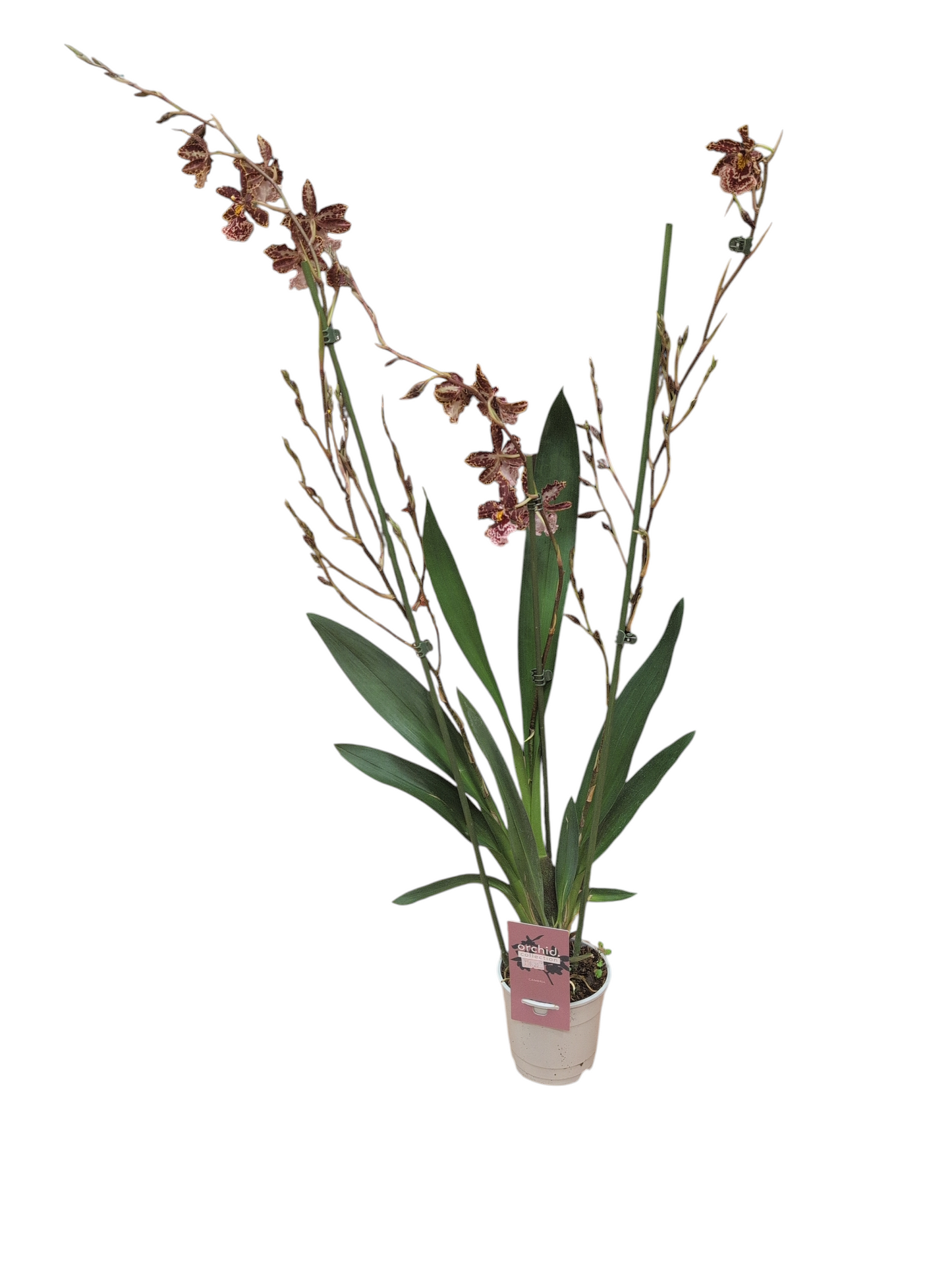 Burrageara Orchid 3ft Tall!