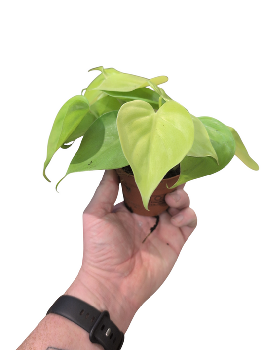 Epiprenum- Golden pothos