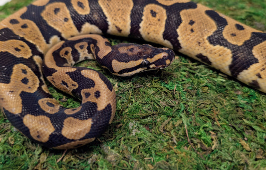 Royal Python "Orange Dream Confusion het Clown"- Python regius (Male)