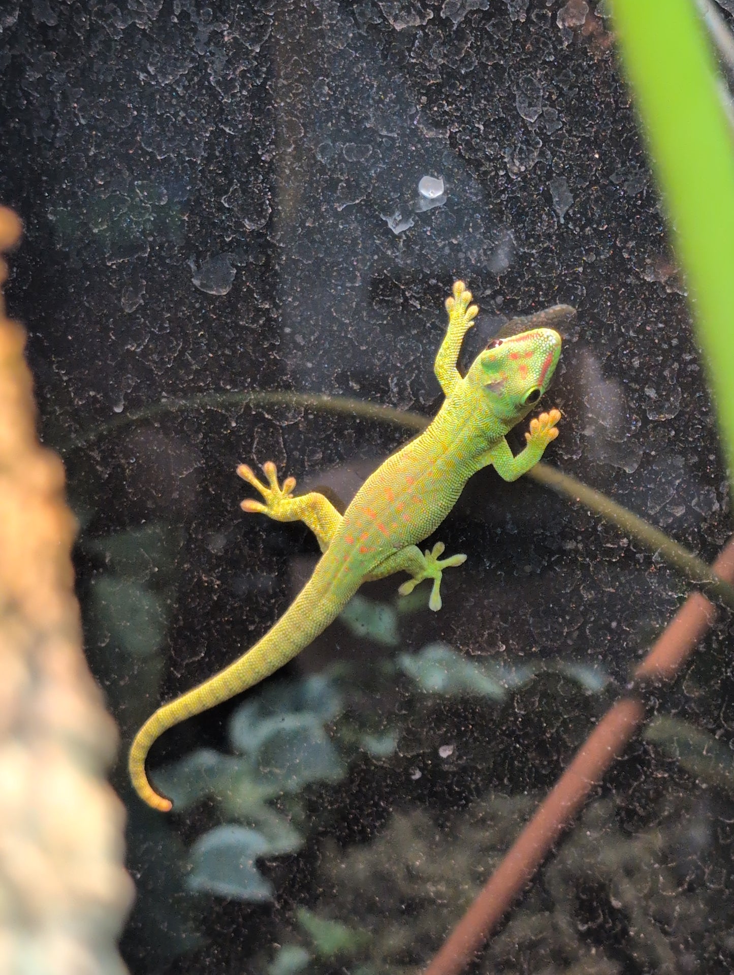 Giant Madagascan Day Gecko- Phelsuma madagascarensis grandis