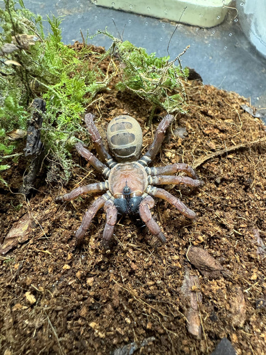 Segment Trap Door Spider- Luthela yuncheng