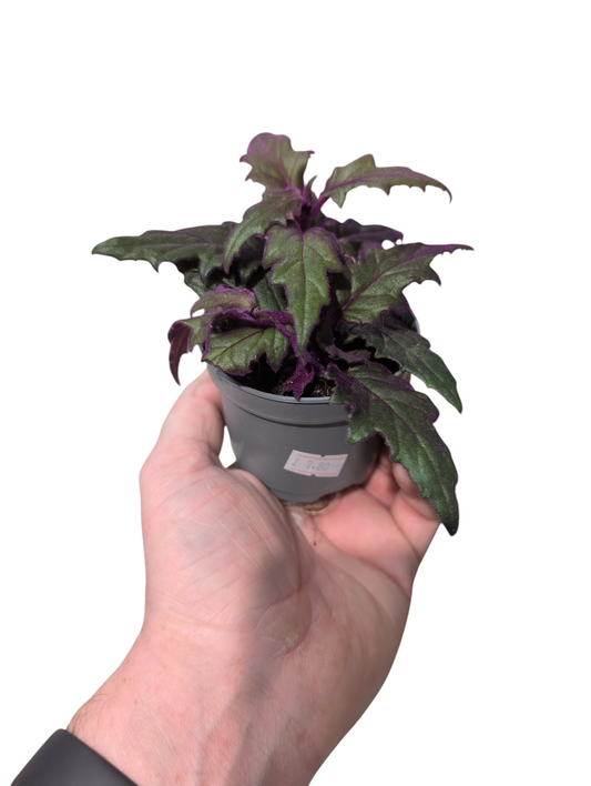 Gynura- Purple Passion