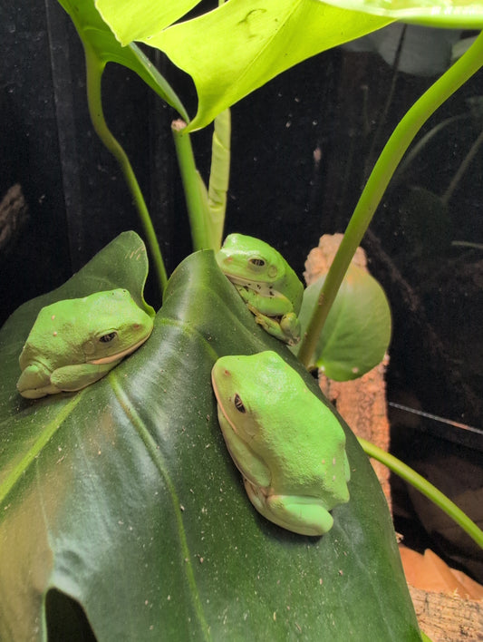 CB25 Giant Mexican Leaf Frog- Agalychnis dacnicolor