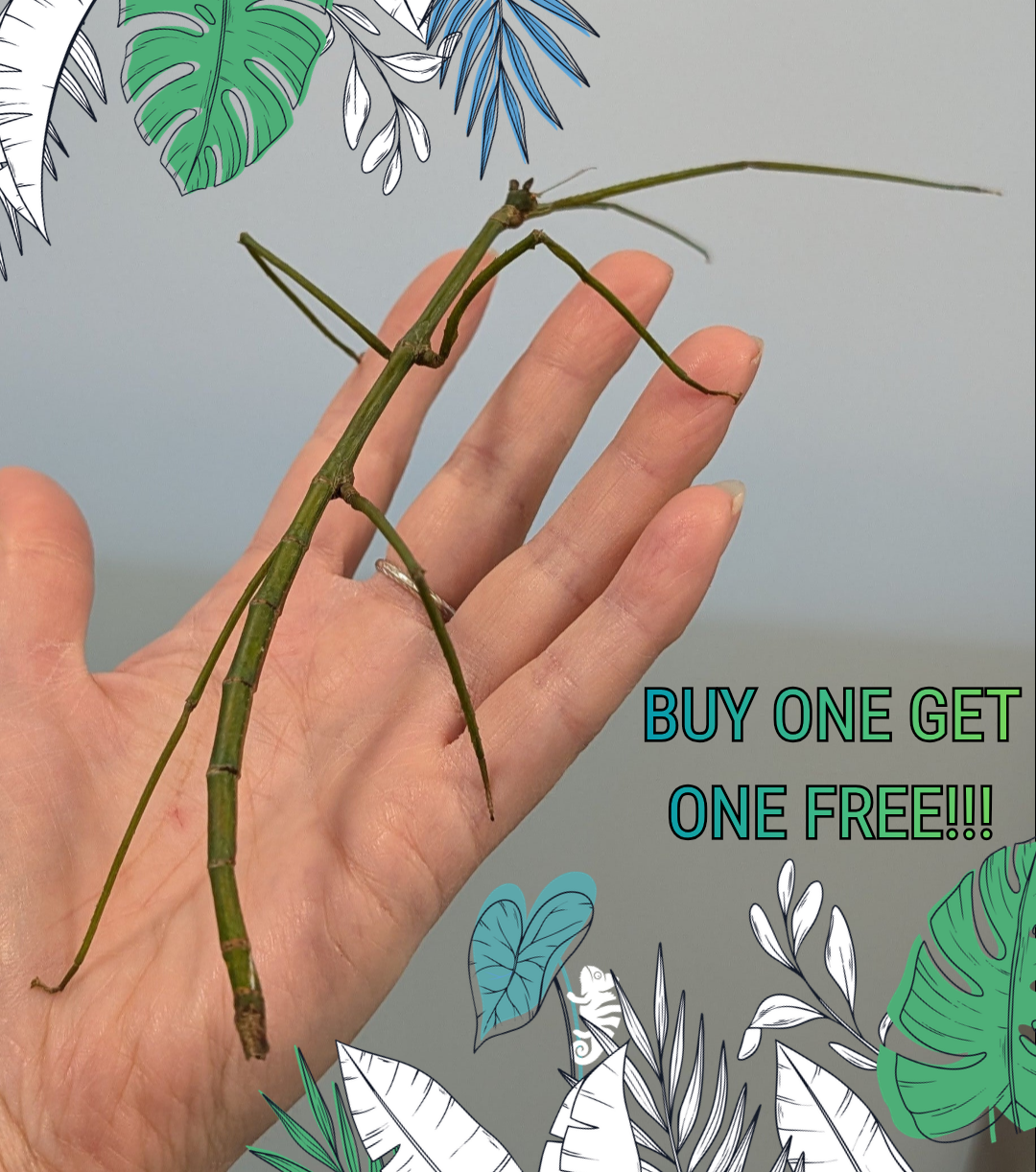 CB Tom's Stick Insect - Ramulus nematodes