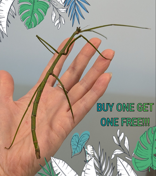 CB Tom's Stick Insect - Ramulus nematodes