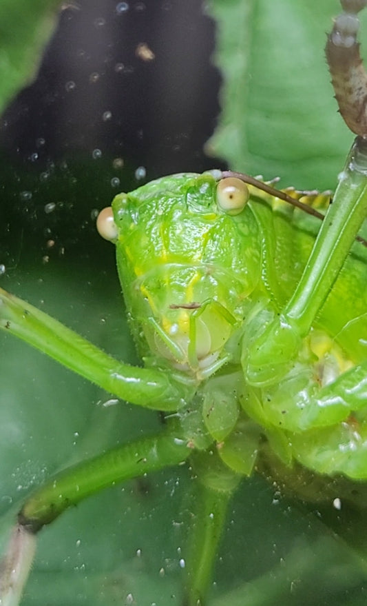 Giant Hooded Katydid