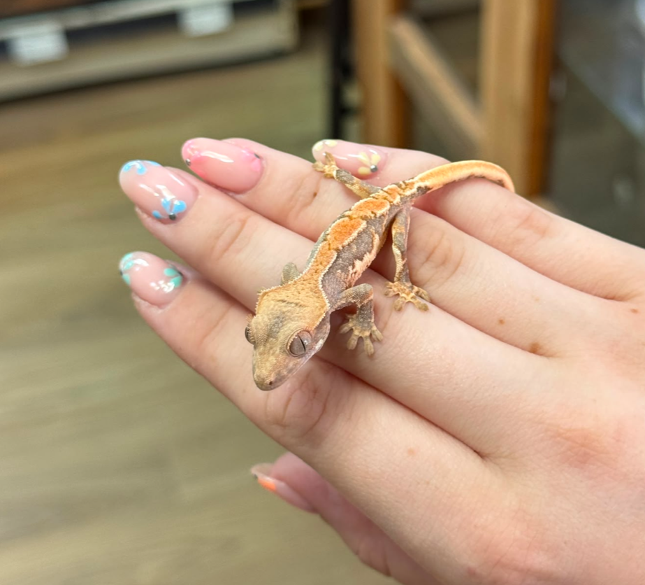 CB26 Lily White Crested Gecko (Correlophus ciliatus)