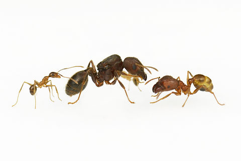 Pheidole noda