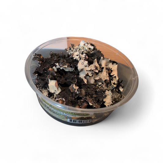 Riverview Reptiles Black and White Lichen