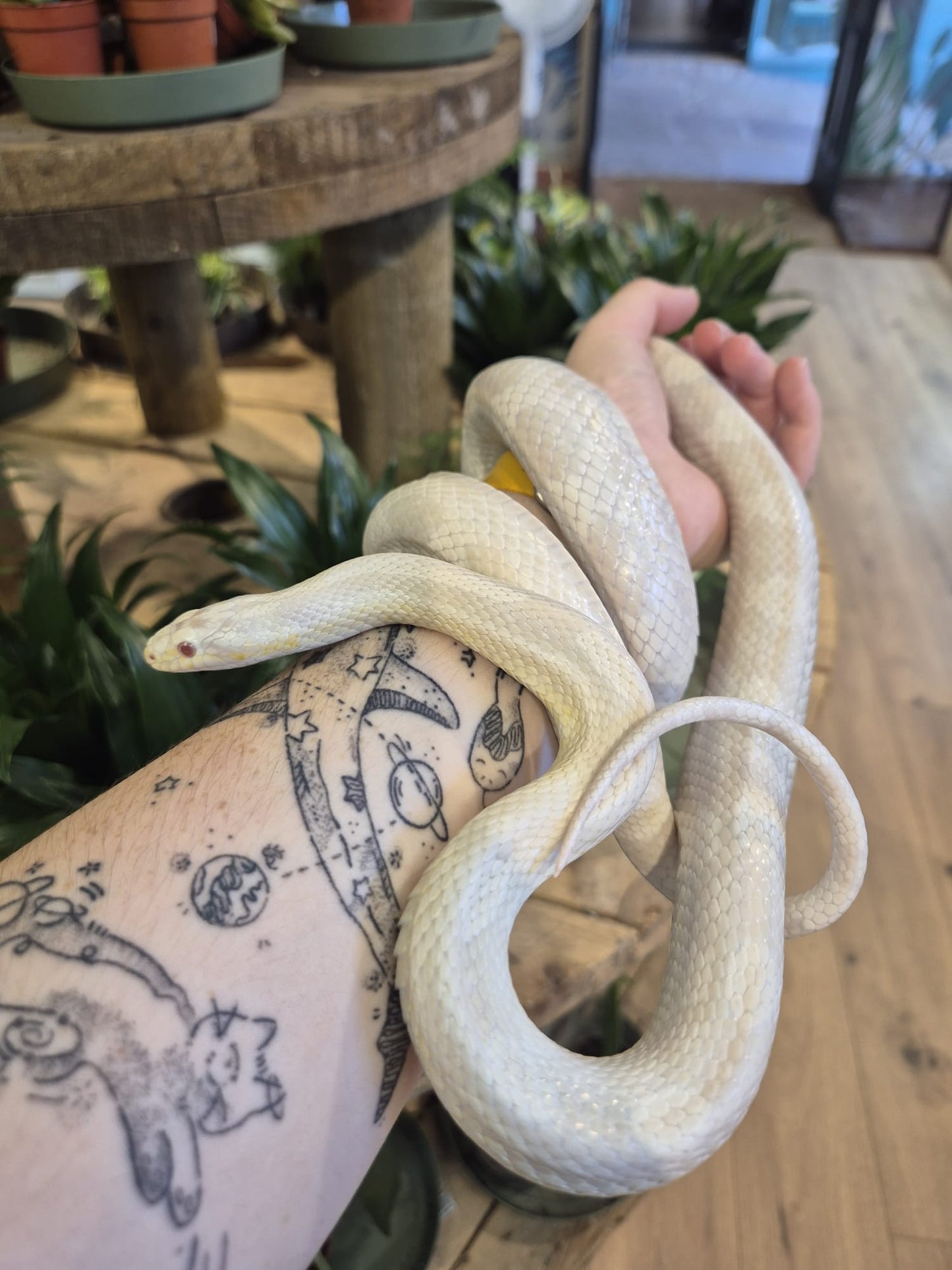 'Squeeze' REHOMER CB Corn Snake