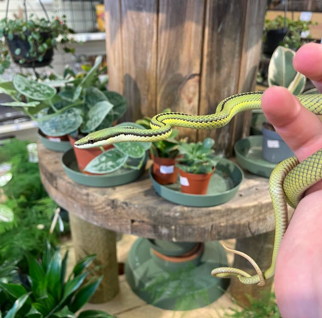 CB26 B-grade Barons Green Racer (Philodryas baroni)
