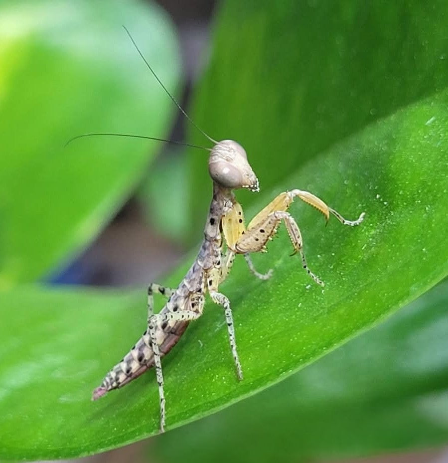 Mantis/Stick Insect Kit