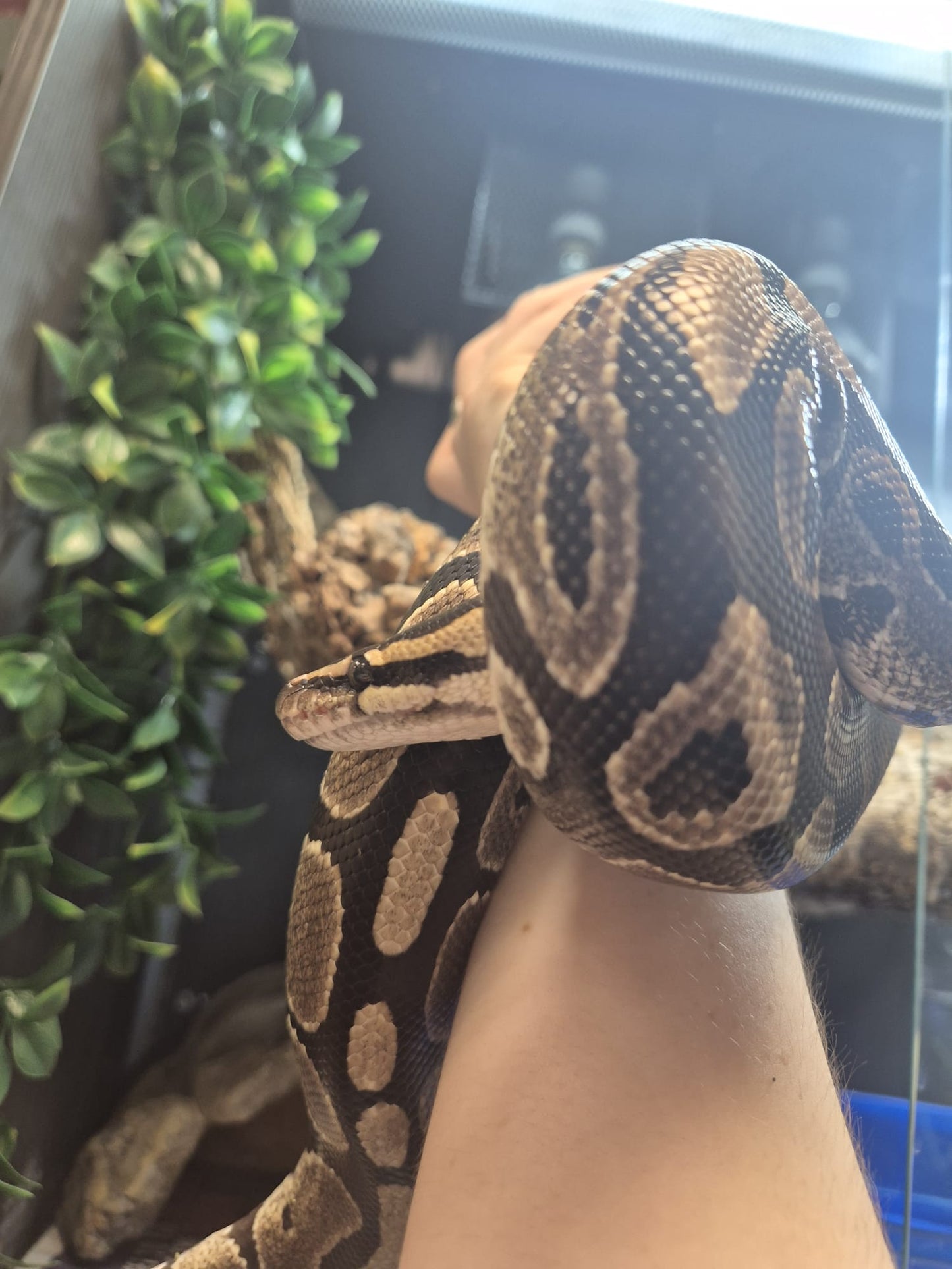 'Egg' REHOMER CB Royal Python